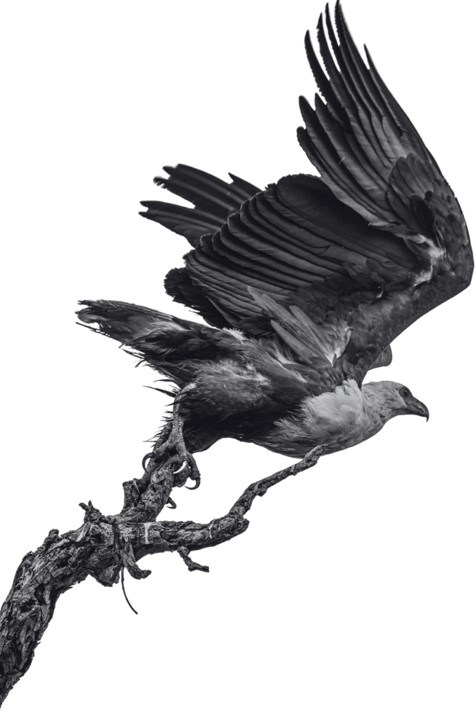 Protecting Critical Biodiversity