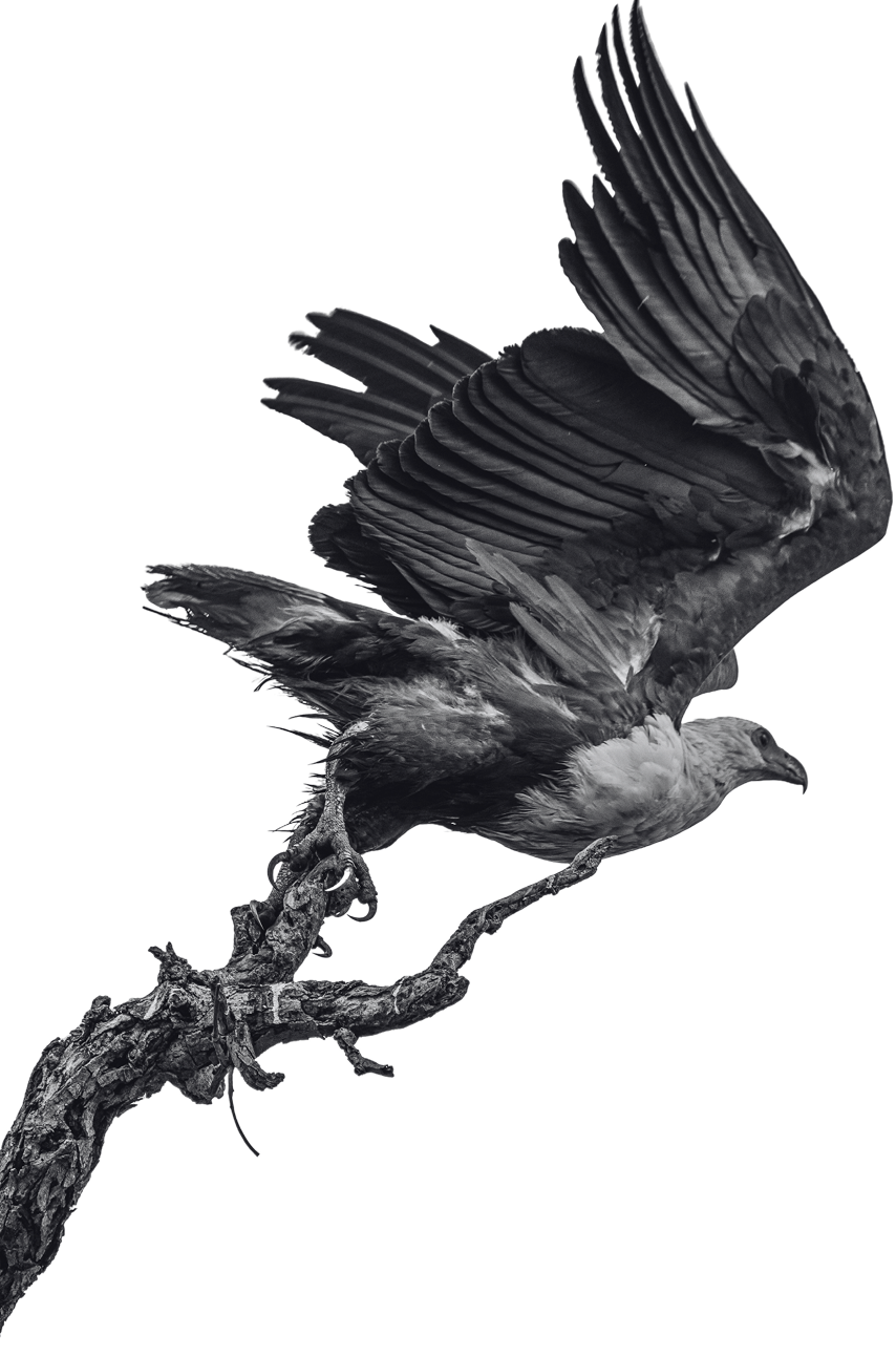 Protecting Critical Biodiversity